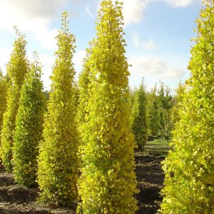 ginko,dvojlaločné,Fastigiata Blagon,Ginkgo biloba,opadavé dreviny,stĺpovitý strom,solitér,aleje,mestské výsadby,záhrady