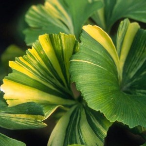 ginko biloba yellow mellow, ginkgo biloba yellow mellow, ginko, ginko yellow mellow