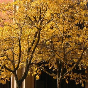 gledíčia bez tŕňov, gleditsia triacanthos inermis, gledíčia, gleditsia triacanthos, gleditsia inermis,