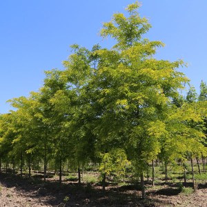 gledíčia trojtŕňová sunburst, gleditsia triacanthos sunburst, gledícia, gledíčia sunburst, gledíčia trojtŕňová, gledicia trojtrnova sunburst, gledicia 80-100cm