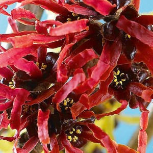 hamamelis prostredný diane, hamamelis, hamamelis prostredný, hammamel, hamamelis diane
