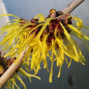 hamamelis prostredný pallida, hamamelis, hamamelis prostredný, hammamel, hamamelis pallida