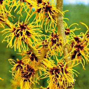 hamamelis prostredný pallida, hamamelis, hamamelis prostredný, hammamel, hamamelis pallida