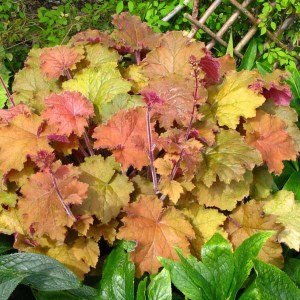 heuchera kassandra , heuchera oranžová, heuchera, heuchery, oranžová heuchera