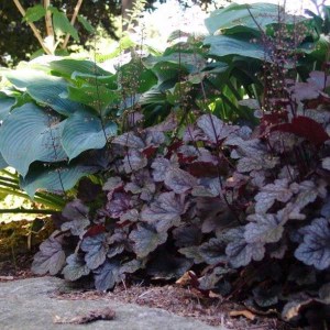 heuchera palace purple, heuchera purple, heuchera, heuchery, purpurová heuchera, fialová heuchera