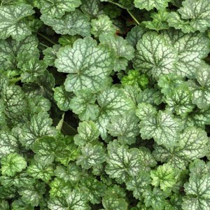 heuchera peppermint spice, heuchera peppermint, heuchera, heuchery, zelená heuchera