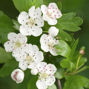 hloh jednosemenný, crataegus monogyna, hloh, hloh obyčajný, hloh obycajny, hloh stricta, crataegus monogyna stricta, crataegus stricta