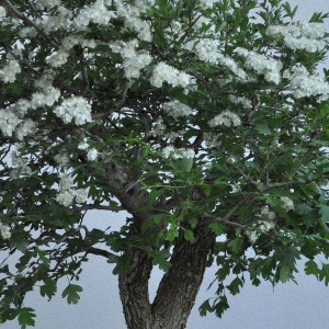 hloh jednosemenný, crataegus monogyna