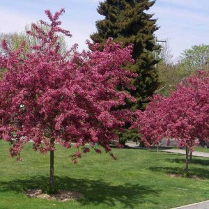 hloh krivokališný, crataegus laevigata paul's scarlet, hloh krivokalisny, hloh