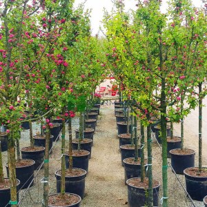hloh krivokališný, crataegus laevigata paul's scarlet, hloh krivokalisny, hloh, hloh pauls scarlet, červený hloh, ružový hloh, hloh na kmienku, ružový hloh na kmienku 150cm