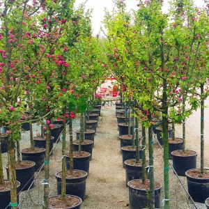 hloh krivokališný, crataegus laevigata paul's scarlet, hloh krivokalisny, hloh, hloh pauls scarlet, červený hloh, ružový hloh, hloh na kmienku 180cm