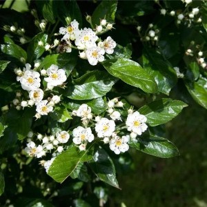 hloh lavallov, crataegus lavalleei carrierei, crataegus lavalleei carrierei, crataegus carrierei, crataegus lavalleei, crataegus