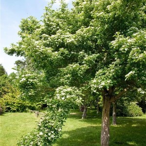 hloh lavallov, crataegus lavalleei carrierei, crataegus lavalleei carrierei, crataegus carrierei, crataegus lavalleei, crataegus