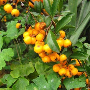 hlohyňa šarlátová, pyracantha coccinea golden charmer, hlohyna sarlatova, hlohyňa, hlohyna, hlohyňa golden charmer, pyracantha