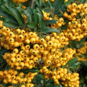 hlohyňa šarlátová, pyracantha coccinea golden charmer, hlohyna sarlatova, hlohyňa, hlohyna, hlohyňa golden charmer, pyracantha