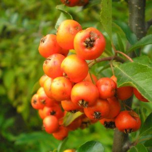 hlohyňa šarlátová orange glow, pyracantha coccinea orange glow, hlohyňa, hlohyňa šarlátová, hlohyňa orange glow, pyracantha