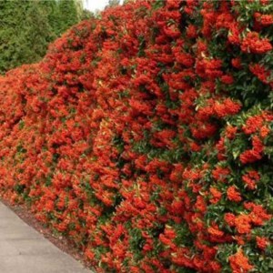 hlohyňa šarlátová, pyracantha coccinea red column, hlohyna sarlatova, hlohyňa, hlohyna, hlohyňa red column, pyracantha