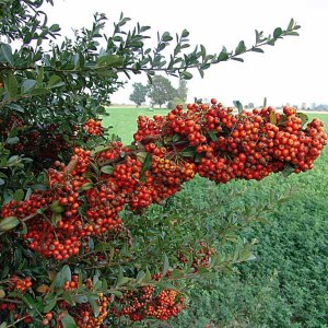 hlohyňa šarlátová, pyracantha coccinea red column, hlohyna sarlatova, hlohyňa, hlohyna, hlohyňa red column, pyracantha