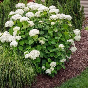 hortenzia stromčeková, hydrangea arborescens annabelle, hortenzia, hortenzia stromcekova, hydrangea, hortenzia annabelle