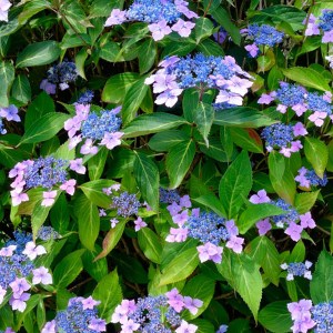 hortenzia kalinolistá mariesii perfecta, hydrangea macrophylla mareisii perfecta, hortenzia mariesii perfecta, hortenzia kalinolistá 