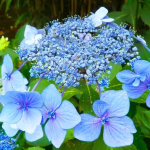 hortenzia kalinolistá mariesii perfecta, hydrangea macrophylla mareisii perfecta, hortenzia mariesii perfecta, hortenzia kalinolistá 