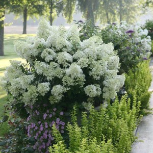 hortenzia metlinatá bobo, hydrangea paniculata bobo, hortenzia bobo, bobo