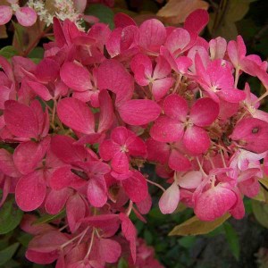 hortenzia metlinatá diamond rouge, hydrangea paniculata diamond rouge, hortenzia metlinata diamond rouge, hydrangea, hortenzia diamond rouge