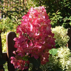 hortenzia metlinatá diamond rouge, hydrangea paniculata diamond rouge, hortenzia metlinata diamond rouge, hydrangea, hortenzia diamond rouge