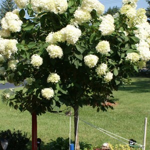 hortenzia metlinatá na kmienku, hydrangea paniculata, hortenzia na kmienku, kmieniková hortenzia