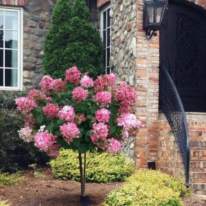 hortenzia metlinatá na kmienku, hydrangea paniculata, hortenzia na kmienku, kmieniková hortenzia