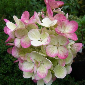 hortenzia metlinatá pink diamond, hydrangea paniculata pink diamond, hortenzia metlinata pink diamond, hydrangea, hortenzia pink diamond