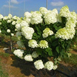 hortenzia metlinatá polar bear, hydrangea paniculata polar bear, hortenzia metlinata polar bear, hydrangea, hortenzia polar bear