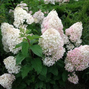 hortenzia metlinatá silver dollar, hydrangea paniculata silver dollar