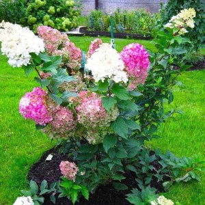 hortenzia metlinatá vanille fraise, hydrangea paniculata vanille fraise, hortenzia metlinata vanille fraise, hydrangea, hortenzia vanille fraise