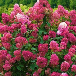 hortenzia metlinatá, hydrangea paniculata wims red, mortenzia metlinata, hydrangea, hortenzia wims red, červená hortenzia