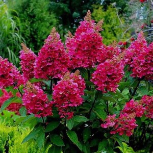 hortenzia metlinatá, hydrangea paniculata wims red, mortenzia metlinata, hydrangea, hortenzia wims red, červená hortenzia