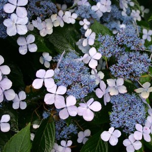 hortenzia pílovitá, hydrangea serrata blue bird, hortenzia pilkovita, hydrangea blue bird, hortenzia blue bird, modrá hortenzia