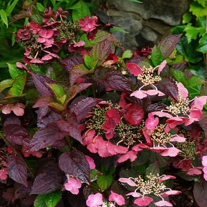 hortenzie pilovitá daredevil, hydrangea serrata daredevil, hortenzia pílovitá, hortenzia s tmavými listami