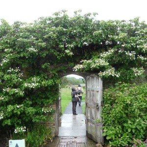 hortenzia popínavá, hydrangea petiolaris, hortenzia, hydrangea, hortenzia popinava