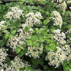 hortenzia popínavá, hydrangea petiolaris, hortenzia, hydrangea, hortenzia popinava