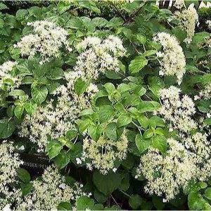 hortenzia popínavá, hydrangea petiolaris, hortenzia, hydrangea, hortenzia popinava