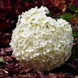 hortenzia stromčeková, hydrangea arborescens annabelle, hortenzia, hortenzia stromcekova, hydrangea, hortenzia annabelle