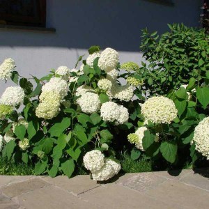 hortenzia stromčeková, hydrangea arborescens annabelle, hortenzia, hortenzia stromcekova, hydrangea, hortenzia annabelle