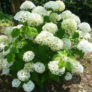 hortenzia stromčeková, hydrangea arborescens strong annabelle, hortenzia, hortenzia stromcekova, hydrangea, hortenzia strong annabelle