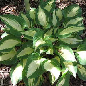 hosta xanadu, hosta,hosty, zelená hosta, biela hosta, zeleno-biela hosta