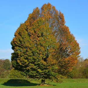 hrab obyčajný, hrab obycajny, carpinus betulus, carpinus, hrab, hraby, plot z hrabu, hrab obyčajný 400-500cm