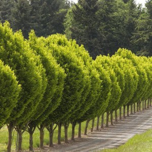 hrab obyčajný fastigiata, stĺpovitý. carpinus betulus fastigiata, carpinus, carpinus betulus, hrab obyčajný, hrab stĺpovitý, hrab fastigiata