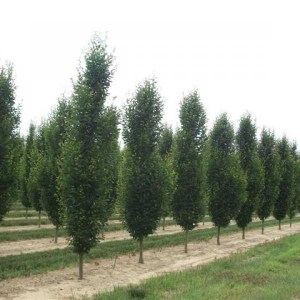 hrab obyčajný fastigiata, stĺpovitý. carpinus betulus fastigiata, carpinus, carpinus betulus, hrab obyčajný, hrab stĺpovitý, hrab fastigiata, ploty z hrabu