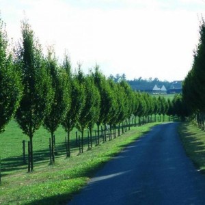 Hrab obyčajný Frans Fontaine. Carpinus betulus Frans Fontaine.