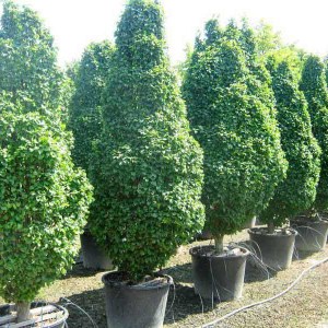 hrab obyčajný monumentalis, carpinus betulus monumentalis, carpinus betulus, carpinus, hrab, hrab obyčajný, hrab monumentalis, hrab monumentalis 60-80cm